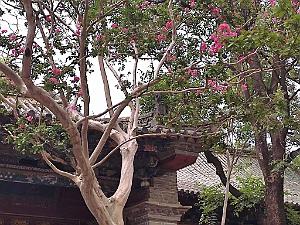 JIUNSHUI TEMPLE DE CONFUCIUS (83)